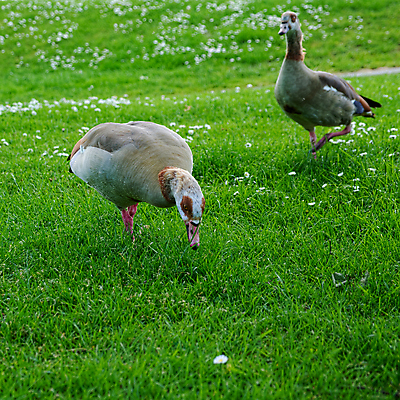 포토 JPG 해외이미지 주간 동물 야생동물 날개 오렌지 가족 아프리카 자연 조류 생물 오리 이집트 서기 성인 사람없음 야외 빨간색 초록색 컬러풀 갈색 머리 쌍 깃털 데이지 부리 거위 물새 물갈퀴 동물상 해외202004 해외포토 자연요소 꽃 나라 컬러 과일 관계 모션 사람 신체부위 조형물 생태계 파일형식 이미지허브