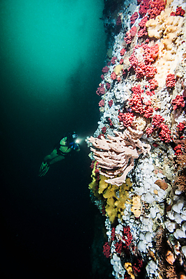 포토 JPG 해외이미지 라이프스타일 스포츠 바다 여행 백그라운드 캐나다 자연 표면 휴가 어류 가면 사람 사람없음 물 파란색 햇빛 수중 시간 스노클링 산호 아래 암초 깊이 벤쿠버 해외202004 해외포토 자연요소 컬러 북아메리카 생활 태양 수중동물 수상스포츠 자포동물 방향 생태계 위치 파일형식 이미지허브