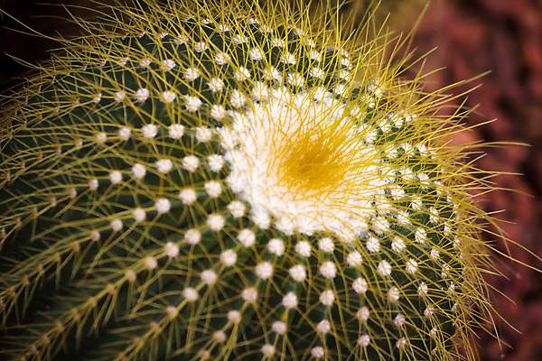 포토 JPG 해외이미지 모양 식물 백그라운드 잎 선인장 건조 건강 사람없음 초록색 정원 사막 성장 흰색 못 뜨거움 거친 보호 위험 자르기 묘사 질감 날카로움 찌르기 내추럴 여의주 해외202004 해외포토 컬러 컨셉 모션 공구 파일형식 이미지허브