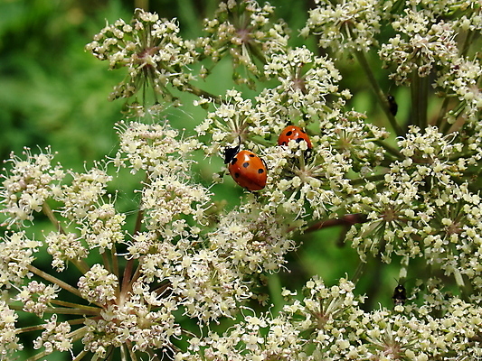 포토 JPG 해외이미지 동물 계절 꽃 곤충 백그라운드 자연 사람없음 벚꽃 흰색 벌레 딱정벌레 무당벌레 동물상 해외202004 해외포토 식물 컬러 조형물 생태계 파일형식 이미지허브