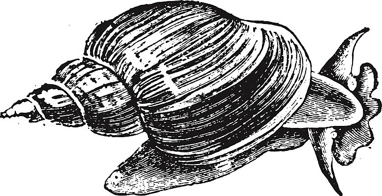 EPS 해외이미지 동물 야생동물 일러스트 자연 연체동물 미술 검은색 수확 골동품 껍질 흰색 연못 역사 그림 달팽이 생물학 판화 내추럴 동물상 민달팽이 옛날 해외202004 해외일러스트 교육 컬러 농업 문화예술 무척추동물 조형물 생태계 파일형식 벡터 달팽이_동물 이미지허브