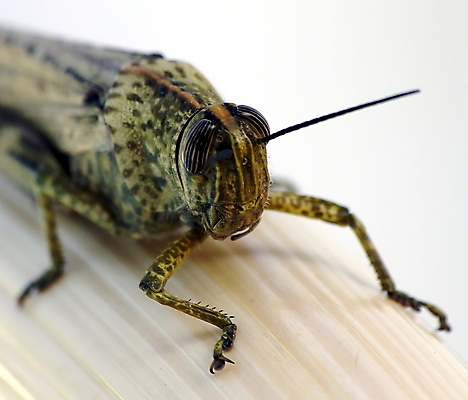 포토 JPG 해외이미지 야생동물 곤충 자연 사람없음 옆모습 갈색 벌레 묘사 생물학 메뚜기 해외202004 해외포토 동물 교육 뷰포인트 컬러 생태계 파일형식 이미지허브