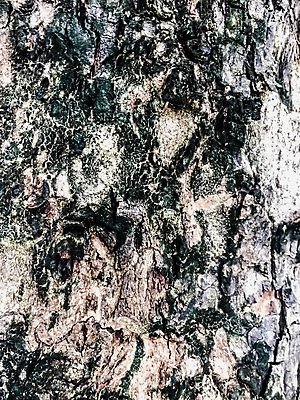 포토 JPG 해외이미지 나무 식물 디자인 선 백그라운드 패턴 자연 표면 날씨 추상 건조 사람없음 목재 초록색 갈색 환경 검은색 회색 골동품 시간 소나무 거친 역사 널 숲 피부 묘사 질감 나무껍질 잡동사니 내추럴 그런지 수목 옛날 해외202004 해외포토 컬러 무늬 재료 신체부위 껍질 생태계 파일형식 이미지허브