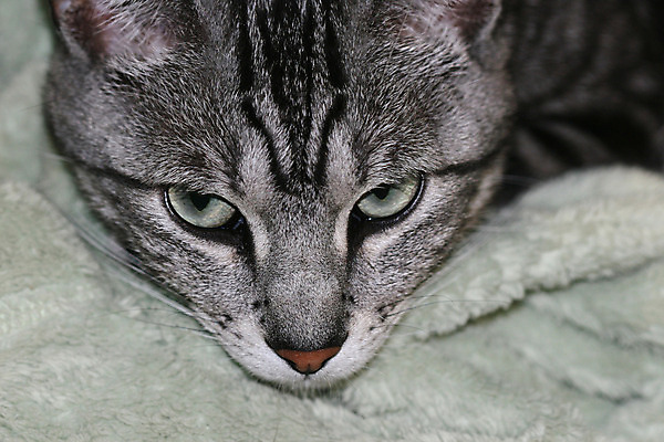 포토 JPG 해외이미지 응시 자연 사람없음 초록색 반려동물 고양이 줄무늬 짜증 은색 담요 얼룩무늬 노려봄 혼자 해외202004 해외포토 동물 시선 감정 컬러 무늬 포유류 표정 생태계 파일형식 이미지허브