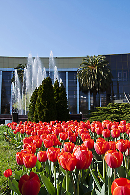 포토 JPG 해외이미지 식물 계절 기념일 꽃잎 꽃 줄기 분홍색 백그라운드 꽃무늬 밭 농업 자연 휴가 부활절 사람없음 야외 빨간색 초록색 여름 컬러풀 햇빛 농장 노란색 환경 정원 보라색 봄 튤립 성장 벚꽃 흰색 시골 원예 데이지 장면 지역 내추럴 블러 해외202004 해외포토 산업 컬러 무늬 이벤트 취미 태양 생태계 파일형식 이미지허브