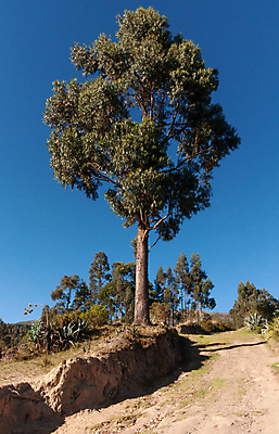 포토 JPG 해외이미지 나무 1 공원 도로 백그라운드 잎 자연 하늘 아침 건조 풍경 사람없음 야외 초록색 여름 햇빛 평화 환경 힘 봄 성장 나뭇가지 시골 남아메리카 큼 그늘 땅 조경 먼지 에콰도르 생태학 옛날 웅장함 해외202004 해외포토 주간 식물 계절 공공시설 교육 길 컬러 컨셉 교통시설 아메리카 태양 크기 생태계 파일형식 이미지허브