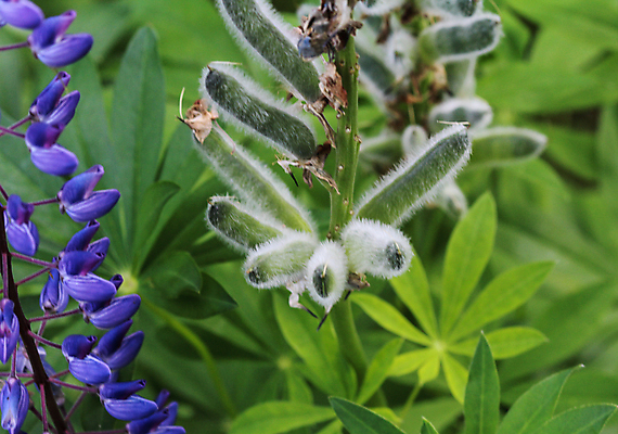 포토 JPG 해외이미지 식물 계절 꽃잎 꽃 분홍색 백그라운드 잎 꽃무늬 밭 자연 사람없음 장식 초록색 파란색 빛 컬러풀 햇빛 태양 환경 정원 보라색 봄 활발 들꽃 벚꽃 신선 개화 큼 내추럴 영원 많음 해외202004 해외포토 자연요소 컬러 컨셉 무늬 농업 크기 생태계 파일형식 이미지허브