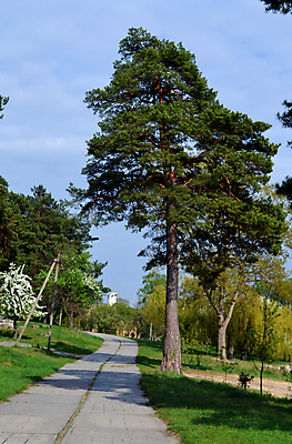 포토 JPG 해외이미지 나무 도로 잎 자국 자연 하늘 그림자 사람없음 소나무 버드나무 선로 심기 해외202004 해외포토 식물 길 교통시설 모션 생태계 파일형식 이미지허브