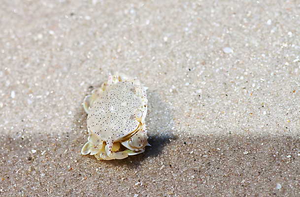 포토 JPG 해외이미지 디자인 별 모래 파도 바다 백그라운드 컨셉 패턴 곡선 자연 휴가 조개 미술 사람없음 야외 여름 컬러풀 환경 껍질 선택 수집 배열 묘사 질감 에콰도르 모음 내추럴 고립 생태학 이국적 파라다이스 많음 해외202004 해외포토 자연요소 계절 교육 선 컬러 무늬 문화예술 어패류 남아메리카 생태계 파일형식 이미지허브