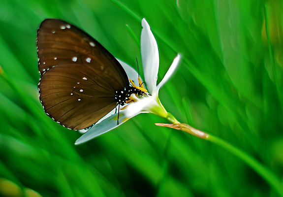 포토 JPG 해외이미지 식물 꽃 나비 백그라운드 사람없음 흰색 우아함 내추럴 해외202004 해외포토 컬러 곤충 컨셉 파일형식 이미지허브