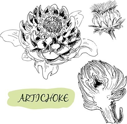 EPS 해외이미지 디자인 음료 백그라운드 컨셉 농업 다이어트 일러스트 국화 요리 미술 그래픽 장식 농작물 검은색 수확 골동품 나뭇가지 우아함 낙서 만화 수집 먹기 그림 에코 클립 손그림 구성 바이오 식용 아티초크 해외202004 해외일러스트 나무 꽃 산업 컬러 모션 문화예술 건강 환경 파일형식 벡터 이미지허브