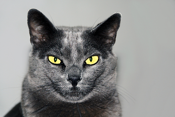 포토 JPG 해외이미지 동물 생각 포유류 가정 주택 털 사랑 사람없음 반려동물 노란색 활발 회색 귀 육식동물 얼룩무늬 돌봄 동반자 버미즈 해외202004 해외포토 감정 컬러 컨셉 무늬 모션 건물 신체부위 고양이 파일형식 이미지허브