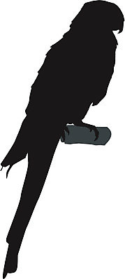 EPS 해외이미지 모양 동물 디자인 실루엣 포즈 백그라운드 날개 일러스트 조류 형상 미술 검은색 자유 흰색 문신 깃털 사인 그림 꼬리 앵무새 스타일 해외202004 해외일러스트 컬러 컨셉 문화예술 촬영기법 파일형식 벡터 이미지허브