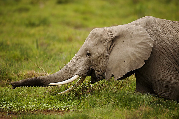 포토 JPG 해외이미지 동물 1 야생동물 포유류 아프리카 자연 초식동물 코끼리 국립공원 사람없음 큼 사파리 귀 상아 케냐 내추럴 찰과상 해외202004 해외포토 공원 나라 신체부위 상처 크기 생태계 파일형식 이미지허브