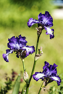 포토 JPG 해외이미지 식물 계절 꽃 꽃다발 잎 자연 날씨 휴식 사람없음 초록색 정원 보라색 화목 힘 봄 에너지 성장 시골 제비꽃 원예 정맥 해외202004 해외포토 컬러 컨셉 취미 생태계 혈관 파일형식 이미지허브
