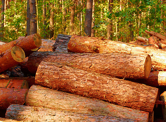 포토 JPG 해외이미지 나무 백그라운드 자연 사람없음 목재 갈색 소나무 얼룩 티켓 통나무 나무껍질 잡동사니 내추럴 수목 해외202004 해외포토 식물 컬러 재료 껍질 생태계 파일형식 이미지허브