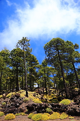 포토 JPG 해외이미지 나무 식물 계절 공원 꽃 섬 여행 백그라운드 자연 하늘 풍경 사람없음 야외 목재 세로 초록색 여름 파란색 컬러풀 태양 노란색 환경 맑음 봄 하이킹 시골 소나무 스페인 숲 땅 화산 장면 내추럴 강렬 해외202004 해외포토 자연요소 공공시설 유럽 컬러 재료 레저 날씨 산 생태계 파일형식 이미지허브