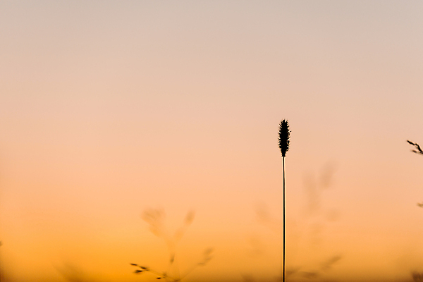 포토 JPG 해외이미지 실루엣 분홍색 자연 사람없음 태양 노란색 일몰 닫기 밀짚 해외202004 해외포토 자연요소 컬러 모션 촬영기법 노을 짚 생태계 파일형식 이미지허브