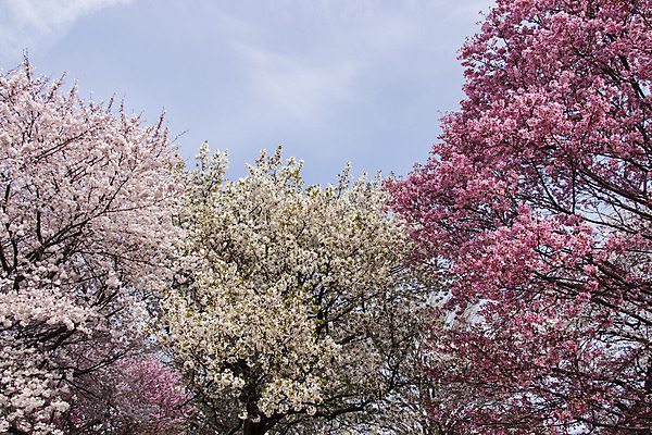 포토 JPG 해외이미지 식물 계절 꽃잎 꽃 분홍색 백그라운드 잎 꽃무늬 자연 하늘 새로움 사람없음 야외 빨간색 파란색 우주 정원 일본 봄 활발 벚꽃 흰색 나뭇가지 신선 개화 과수원 부드러움 내추럴 해외202004 해외포토 나무 아시아 컬러 컨셉 무늬 농업 감각 생태계 파일형식 이미지허브