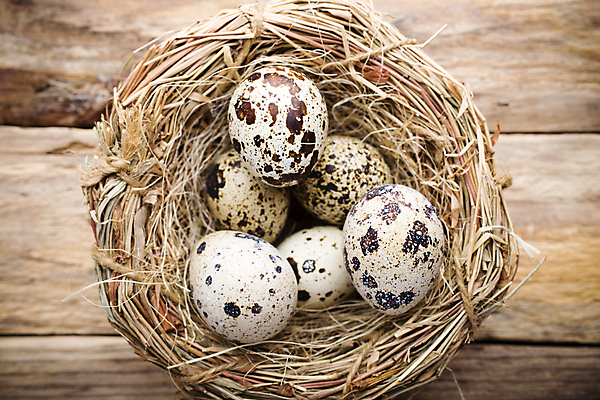 포토 JPG 해외이미지 동물 계절 음식 백그라운드 자연 부활절 사람없음 목재 장식 갈색 계란 봄 점 그룹 둥지 작음 먹기 심볼 오브젝트 유기농 날것 밀짚 메추리 해외202004 해외포토 나무 웰빙 기념일 컬러 재료 모션 알 짚 크기 생태계 파일형식 이미지허브