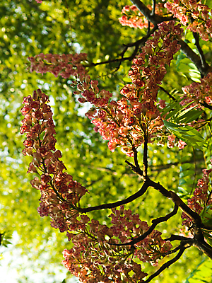 포토 JPG 해외이미지 식물 디자인 계절 공원 꽃 분홍색 꽃다발 백그라운드 컨셉 잎 꽃무늬 밭 자연 벽지 발렌타인데이 사람없음 야외 장식 초록색 컬러풀 정원 봄 벚꽃 신선 닫기 다발 내추럴 스타일 해외202004 해외포토 공공시설 컬러 무늬 농업 모션 데이이벤트 생태계 파일형식 이미지허브