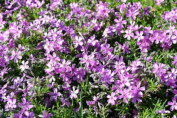 포토 JPG 해외이미지 식물 공원 꽃 잎 사람없음 정원 봄 신선 허브 취급주의 해외202004 해외포토 계절 공공시설 경고 파일형식 이미지허브