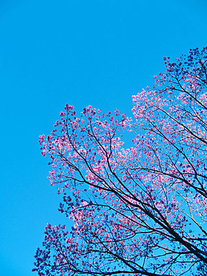 포토 JPG 해외이미지 나무 식물 계절 꽃잎 꽃 아시아 줄기 분홍색 백그라운드 꽃무늬 태국 자연 하늘 추상 사람없음 장식 파란색 정원 봄 성장 벚꽃 나뭇가지 개화 체리 우아함 꽃가루 내추럴 꽃수술 히말라야 해외202004 해외포토 나라 컬러 컨셉 무늬 과일 가루 생태계 파일형식 산맥 이미지허브