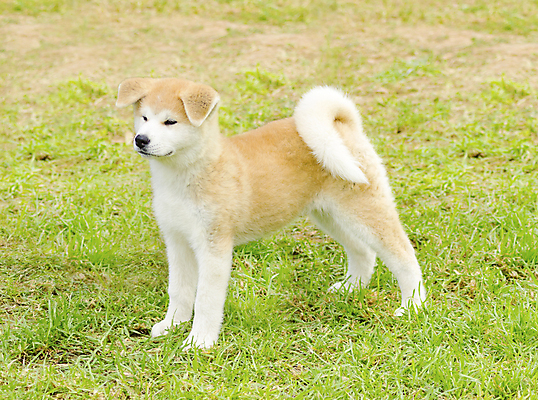 포토 JPG 해외이미지 동물 응시 공원 행복 장난 포유류 털 건강 서기 경비 잔디 사람없음 야외 빨간색 반려동물 농장 믿음 일본 힘 활발 코트 흰색 표현 용기 개 강아지 작음 크림 꼬리 사냥 솜털 송곳니 추적 경보 기르기 동반자 복종 사무라이 신앙심 아기사슴 유래 지능 충실 힘찬 해외202004 해외포토 식물 그릇 시선 공공시설 감정 아시아 새끼 컬러 컨셉 농업 모션 사슴 안전 외투 치아 보호 크기 돌봄 파일형식 이미지허브
