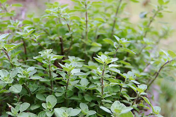 포토 JPG 해외이미지 식물 음식 잎 재료 자연 건강 요리 사람없음 초록색 빛 정원 성장 나뭇가지 신선 양념 맛 약초 저녁 허브 향신료 유기농 향료 내추럴 오레가노 해외202004 해외포토 나무 웰빙 컬러 컨셉 풀_식물 야간 생태계 향기 냄새 향미료 파일형식 이미지허브