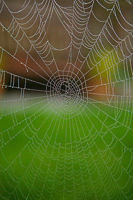 포토 JPG 해외이미지 동물 곤충 컨셉 목걸이 자연 사람없음 물 웹 젖음 물방울 원형 그물 네트워크 이슬 구슬 묘사 거미 미로 올가미 해외202004 해외포토 자연요소 도형 인터넷 장신구 생태계 파일형식 이미지허브