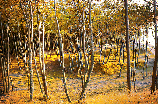 포토 JPG 해외이미지 나무 계절 공원 길 호수 잎 의자 오렌지 자연 휴식 새로움 따뜻함 앉기 풍경 사람없음 야외 목재 빨간색 초록색 반사 갈색 노란색 평화 걷기 정원 자유 가을 나뭇가지 도시 황금 숲 11월 땅 싱글 장면 공상 일반 10월 내추럴 땅바닥 해외202004 해외포토 식물 공공시설 컬러 가구 컨셉 과일 재료 모션 바닥 날짜 생태계 파일형식 이미지허브
