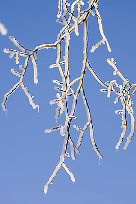 포토 JPG 해외이미지 나무 겨울 하늘 추상 핀란드 그림자 사람없음 파란색 빛 햇빛 태양 갈색 맑음 냉동 얼음 검은색 어둠 봄 추위 덮개 흰색 나뭇가지 숲 북쪽 해외202004 해외포토 자연요소 식물 계절 컬러 무늬 날씨 북유럽 뚜껑 방향 파일형식 이미지허브