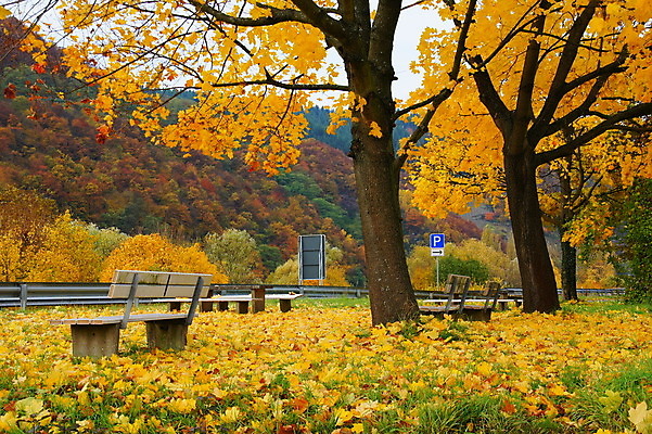 포토 JPG 해외이미지 나무 계절 단풍 잎 벤치 사람없음 노란색 가을 해외202004 해외포토 식물 컬러 의자 파일형식 이미지허브