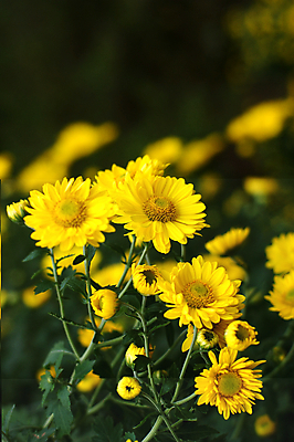 포토 JPG 해외이미지 국화 사람없음 침묵 해외202004 해외포토 꽃 소리 파일형식 이미지허브