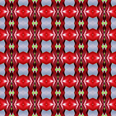 포토 JPG 해외이미지 식물 꽃 백그라운드 패턴 자연 벽지 추상 사람없음 컬러풀 나뭇가지 해외202004 해외포토 나무 컬러 무늬 생태계 파일형식 이미지허브