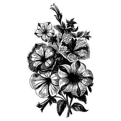 EPS 해외이미지 식물 디자인 꽃잎 꽃 선 꽃다발 백그라운드 꽃무늬 일러스트 캘리그라피 자연 추상 유물 미술 장식 책 정원 검은색 봄 수확 골동품 벚꽃 흰색 시간 화려 중세 다발 향수 그림 복고 손그림 판화 내추럴 엘리먼트 옛날 진짜 스타일 해외202004 해외일러스트 전통 계절 컬러 컨셉 무늬 농업 문화예술 화장품 역사 생태계 파일형식 벡터 이미지허브