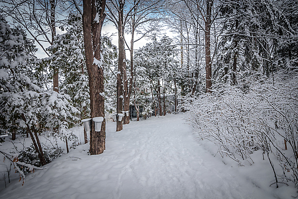 포토 JPG 해외이미지 나무 계절 단풍 캐나다 겨울 자연 지붕 날씨 주택 사람없음 야외 초록색 파란색 얼음 산책로 추위 흰색 신선 황무지 숲 양동이 트랙 깊이 판잣집 해외202004 해외포토 자연요소 식물 길 컬러 잎 북아메리카 건물 생태계 파일형식 이미지허브