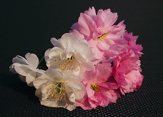 포토 JPG 해외이미지 꽃잎 꽃 분홍색 백그라운드 자연 사람없음 어둠 봄 벚꽃 흰색 체리 다발 더블 해외202004 해외포토 식물 계절 컬러 과일 생태계 파일형식 이미지허브