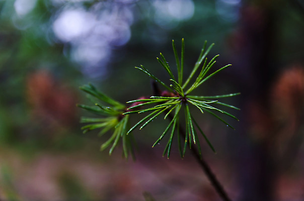 포토 JPG 해외이미지 나무 자연 사람없음 초록색 소나무 숲 해외202004 해외포토 식물 컬러 생태계 파일형식 이미지허브