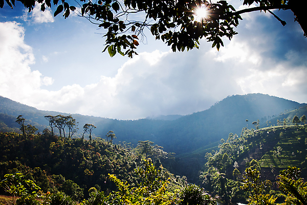 포토 JPG 해외이미지 식물 계절 아시아 여행 백그라운드 잎 밭 농업 자연 산 동양인 풍경 사람없음 야외 초록색 여름 농작물 농장 농경지 환경 계곡 시골 신선 차 땅 언덕 장면 산악지대 밭일 해외202004 해외포토 나라 산업 음료 컬러 인종 생태계 파일형식 이미지허브