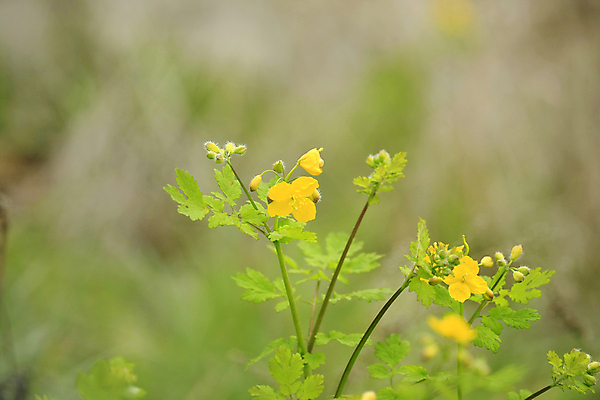 포토 JPG 해외이미지 식물 꽃잎 꽃 줄기 꽃무늬 밭 자연 한국 사람없음 초록색 노란색 정원 봄 들꽃 벚꽃 신선 꽃수술 해외202004 해외포토 계절 아시아 컬러 무늬 농업 생태계 파일형식 이미지허브