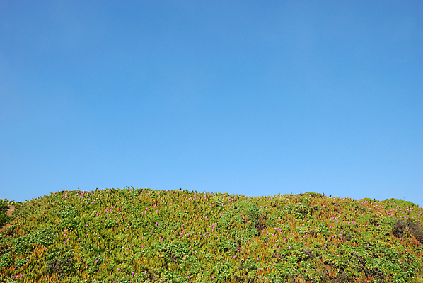포토 JPG 해외이미지 식물 꽃 모래 잎 꽃무늬 밭 자연 하늘 건조 사람없음 야외 여름 파란색 우주 흙 들꽃 사막 벚꽃 개화 크리스탈 모래언덕 허브 원예 캘리포니아 내추럴 길가 카피스페이스 해외202004 해외포토 계절 컬러 무늬 농업 취미 미국 공백 광석 언덕 생태계 파일형식 이미지허브
