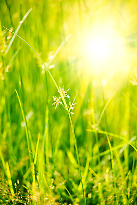 포토 JPG 해외이미지 식물 백그라운드 잎 밭 자연 날씨 풍경 잔디 사람없음 야외 초록색 여름 햇빛 태양 평화 환경 정원 침묵 봄 활발 성장 물방울 신선 닫기 이슬 빗방울 순수 생물학 내추럴 광합성 블러 생태학 카피스페이스 해외202004 해외포토 자연요소 계절 교육 컬러 컨셉 농업 모션 소리 공백 비_날씨 생태계 파일형식 이미지허브