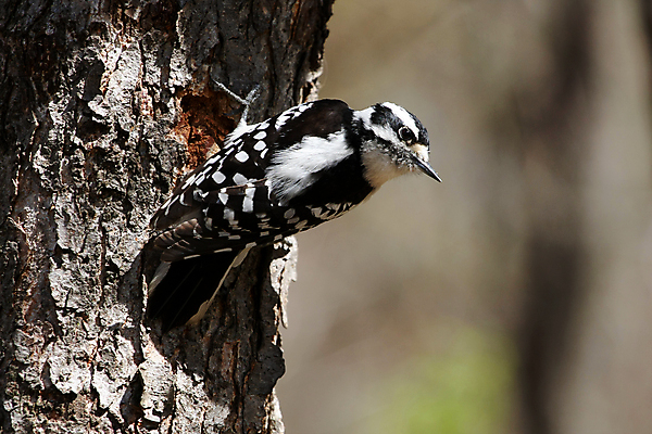 포토 JPG 해외이미지 나무 동물 여자 남자 야생동물 날개 자연 조류 앉기 사람없음 야외 파란색 검은색 흰색 관찰 점 숲 깃털 부리 계산서 동물상 수유 해외202004 해외포토 식물 컬러 모션 사람 조형물 생태계 파일형식 이미지허브
