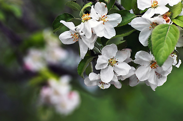 포토 JPG 해외이미지 나무 식물 계절 꽃잎 꽃 백그라운드 잎 꽃무늬 자연 새로움 사람없음 야외 초록색 빛 컬러풀 햇빛 태양 정원 맑음 봄 성장 벚꽃 흰색 나뭇가지 신선 개화 사과 4월 묘사 원예 보케 부드러움 내추럴 꽃수술 해외202004 해외포토 자연요소 컬러 컨셉 무늬 과일 날씨 취미 감각 날짜 생태계 파일형식 이미지허브