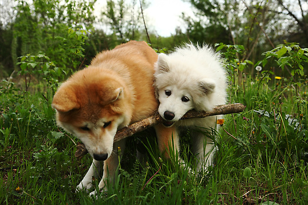 포토 JPG 해외이미지 주간 반려견 두마리 사람없음 야외 산책 나뭇가지 강아지 사모예드 해외202004 아키타견 해외포토 자연요소 나무 2 휴식 반려동물 개 파일형식 이미지허브