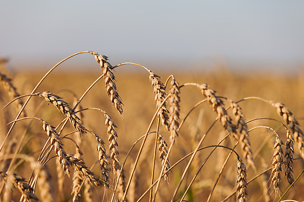 포토 JPG 해외이미지 식물 계절 산업 음식 빵 줄기 백그라운드 밭 농업 자연 하늘 건조 옥수수 씨앗 풍경 사람없음 야외 초록색 여름 파란색 농작물 햇빛 태양 농장 노란색 수확 성장 시골 신선 황금 상품 낟알 땅 시리얼 밀 유기농 보리 장면 밀짚 숙성 호밀 수평선 세련 해외202004 해외포토 자연요소 웰빙 컬러 곡류 짚 생태계 파일형식 이미지허브