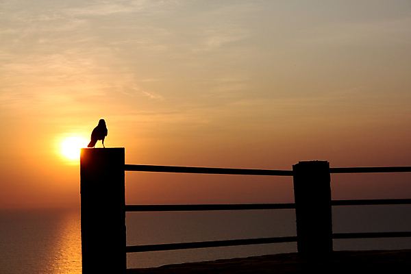 포토 JPG 해외이미지 실루엣 바다 자연 조류 아침 풍경 사람없음 물 태양 일출 황혼 일몰 새벽 저녁 큼 그림 장면 까마귀 내추럴 철책 해외202004 해외포토 주간 자연요소 동물 촬영기법 노을 야간 크기 생태계 파일형식 이미지허브