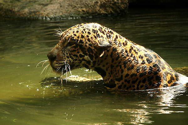 포토 JPG 해외이미지 동물 아시아 야생동물 곤충 조류 자물쇠 동물원 동양인 사람없음 물 걷기 점 뱀 야간 숲 사파리 사인 서식지 표범 내추럴 싱가폴 해외202004 해외포토 자연요소 나라 포유류 파충류 모션 인종 파일형식 이미지허브