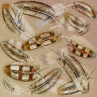 포토 JPG 해외이미지 디자인 백그라운드 일러스트 자연 벽지 조류 추상 천사 프레임 종류 선물 미술 사람없음 그래픽 장식 초록색 유행 수확 인사 신용카드 보석 순수 깃털 질감 부드러움 내추럴 단아함 파스텔톤 프리미엄 스타일 해외202004 해외포토 동물 컬러 컨셉 무늬 농업 문화예술 금융 예절 감각 광석 생태계 파일형식 이미지허브